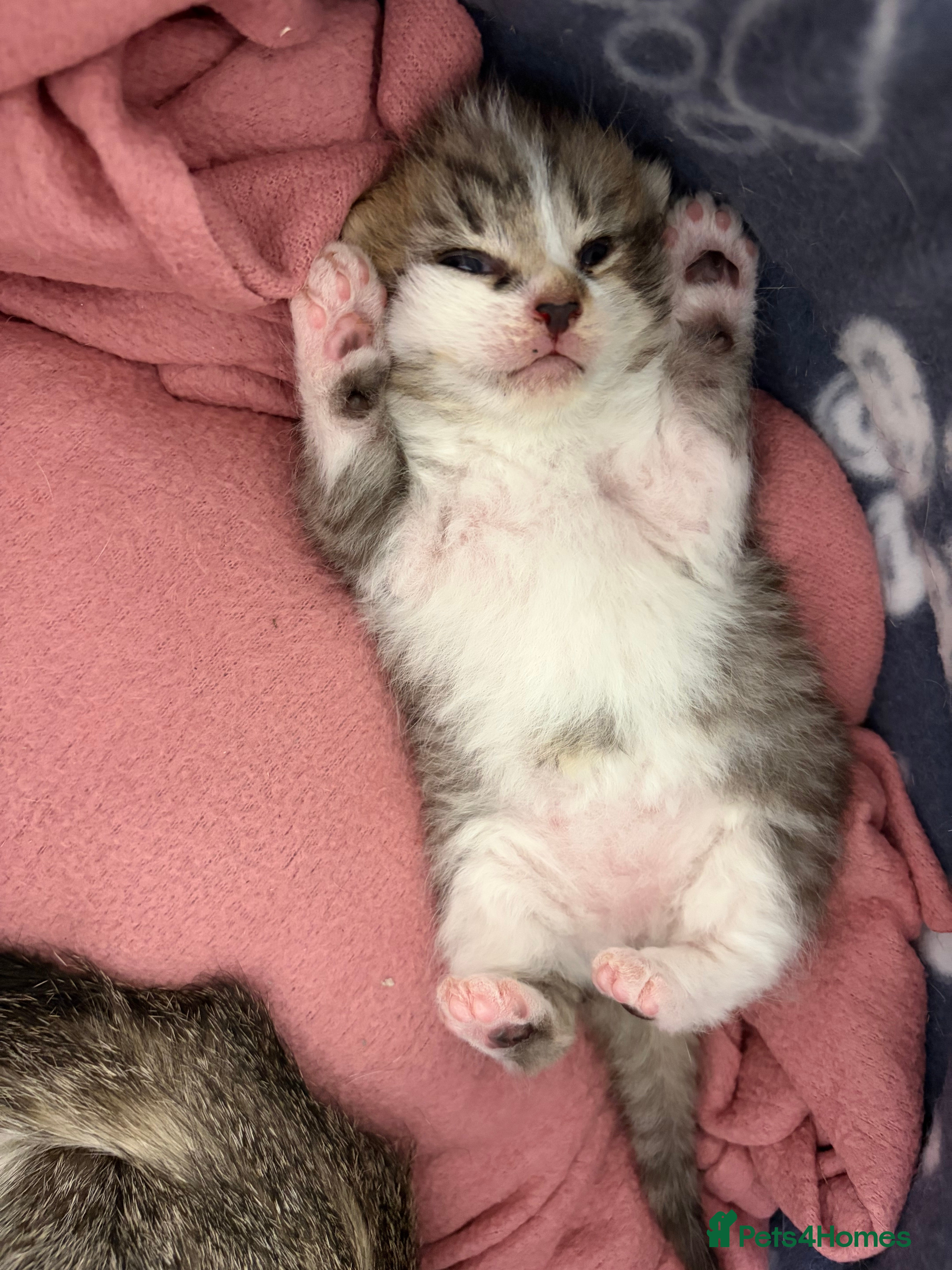 Mixed Breed cats Beautiful Bengal Cross Maine Coon Babies  - Advert 2