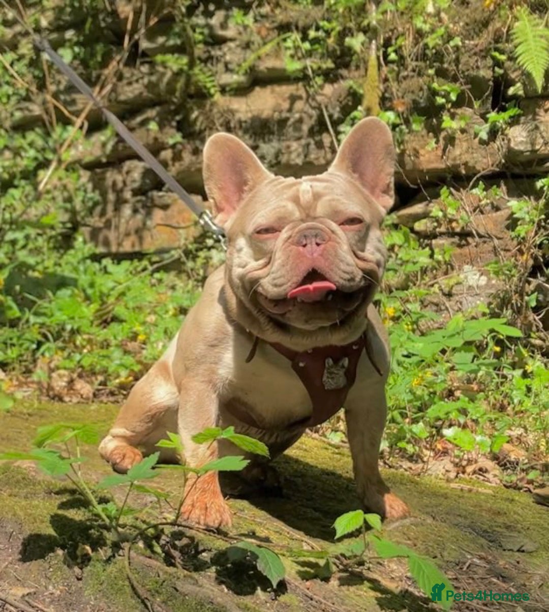 French Bulldog dogs for stud: KC New Shade Isabella Pied French Bulldog for STUD in Gunnislake - Image 3
