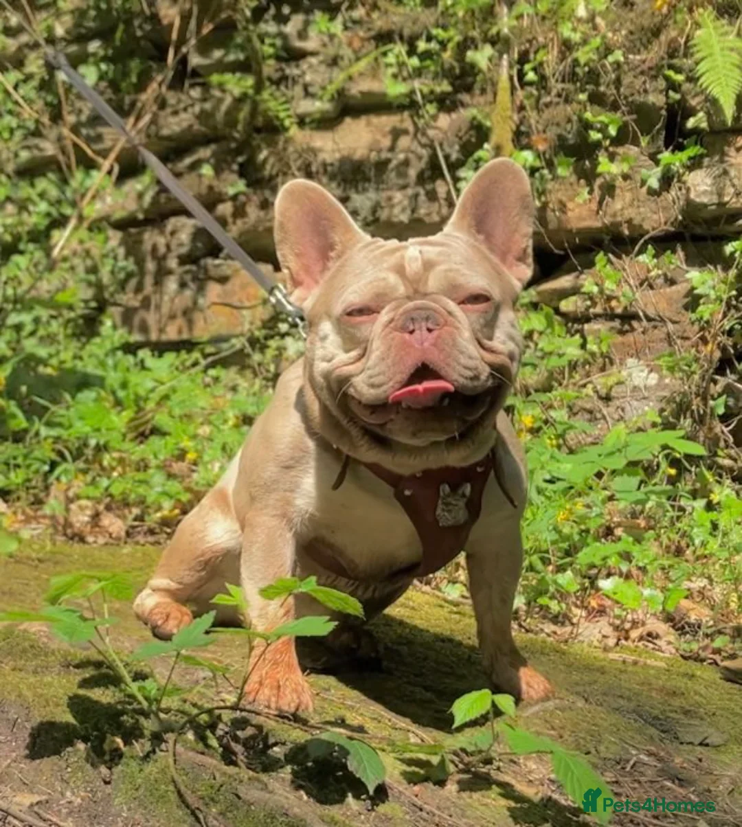 French Bulldog dogs for stud: KC New Shade Isabella Pied French Bulldog for STUD in Gunnislake - Advert 3