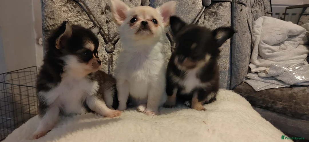 Chihuahua dogs for sale: Very beautiful husky markings chihuahua for sale - Advert 12
