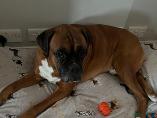 Boxer dogs Boxer for Stud in Rochester - Advert 6