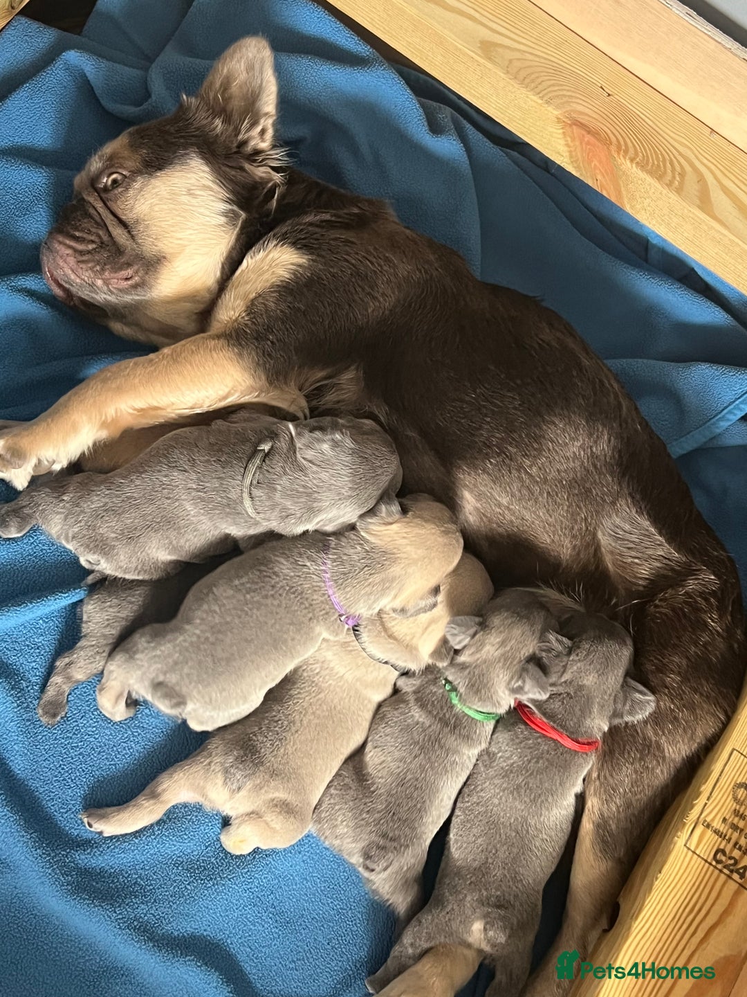 French Bulldog dogs for sale: FLUFFY frenchies puppies  - Image 15