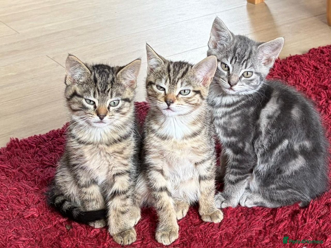 Mixed Breed cats 2 beautiful tabby kittens - Advert 1