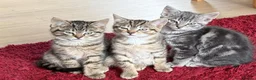 Mixed Breed cats for sale: 2 beautiful tabby kittens - Advert 1