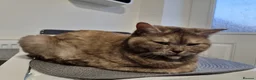 Scottish Fold cats for sale: Scottish stright mum,Playful kittens mixed breed  in Dalkeith - Advert 8
