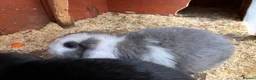 Mini Lop rabbits for sale: Baby mini lops / lion lops - Advert 6