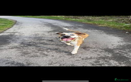 American Bull Staffy dogs for sale: Staffy cross American bull dog boy dog 5months old - Image 4