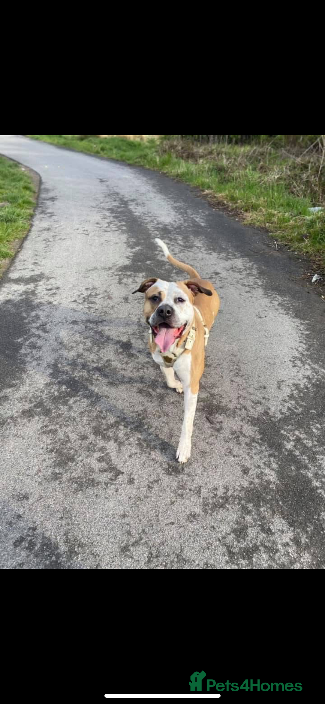 American Bull Staffy dogs for sale: Staffy cross American bull dog boy dog 5months old - Image 4