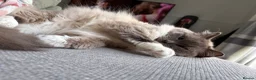 Ragdoll cats for sale: Loving Seal Point Ragdoll Looking For a New Home - Advert 12
