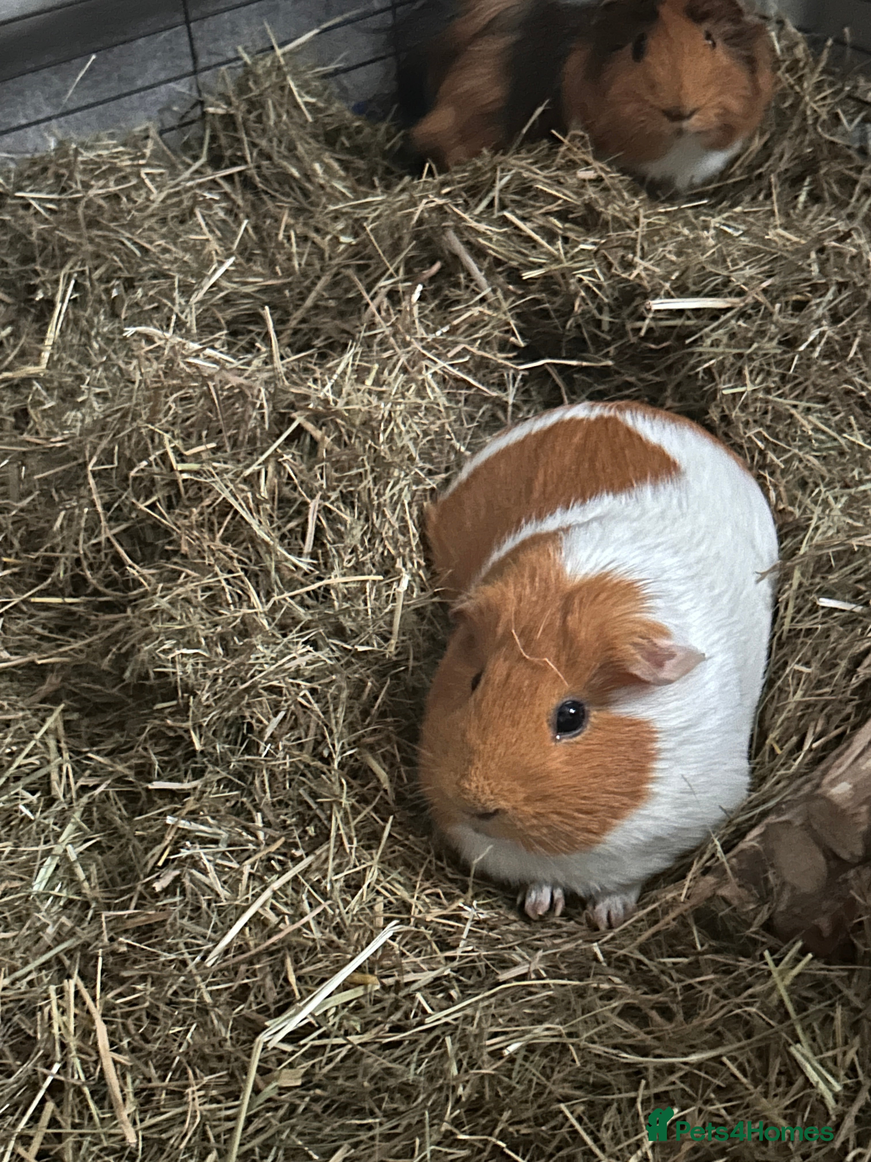 Guinea Pig rodents Oreo and ginger snaps and digestive  - Advert 15