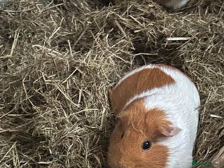 Guinea Pig rodents Oreo and ginger snaps and digestive - Advert 7
