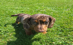 Miniature Dachshund dogs for sale: Adorable Miniature Dachshund Pups  - Image 2
