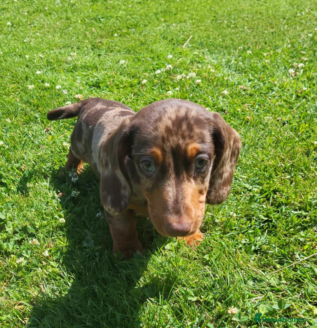 Miniature Dachshund dogs for sale: Adorable Miniature Dachshund Pups  - Image 2