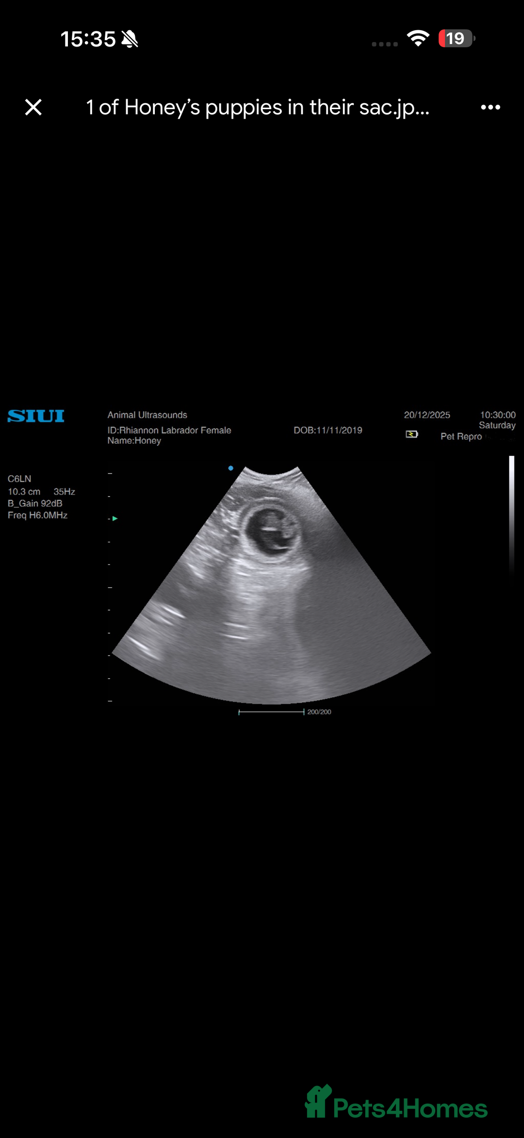 Labrador Retriever dogs for sale: Beautiful Fox Red Litter DUE 18th January  - Advert 3