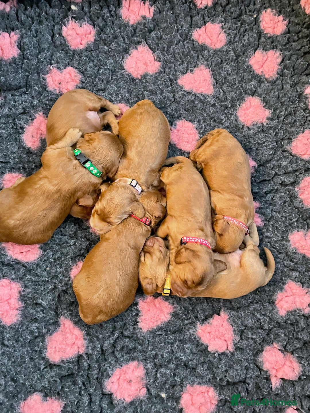 Toy Poodle dogs for stud: EXTENSIVELY HEALTH TESTED TOY POODLE STUD TYSON🌹 in Sheerness - Advert 12