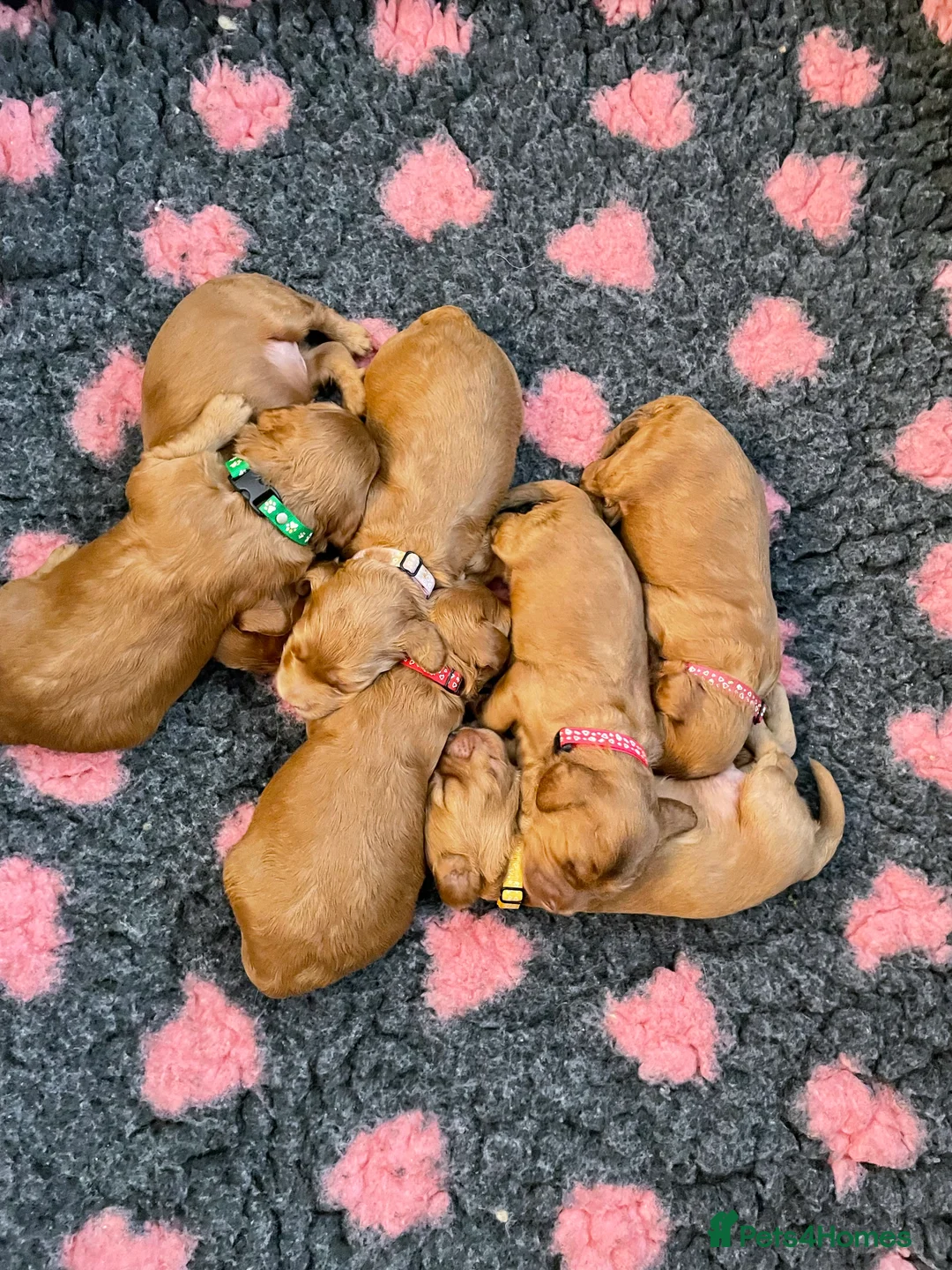 Toy Poodle dogs for stud: EXTENSIVELY HEALTH TESTED TOY POODLE STUD TYSON🌹 in Sheerness - Advert 12