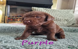 Labrador Retriever dogs for sale: Bundle of Chocolate Joy- Labrador Retrive Puppies - Image 7