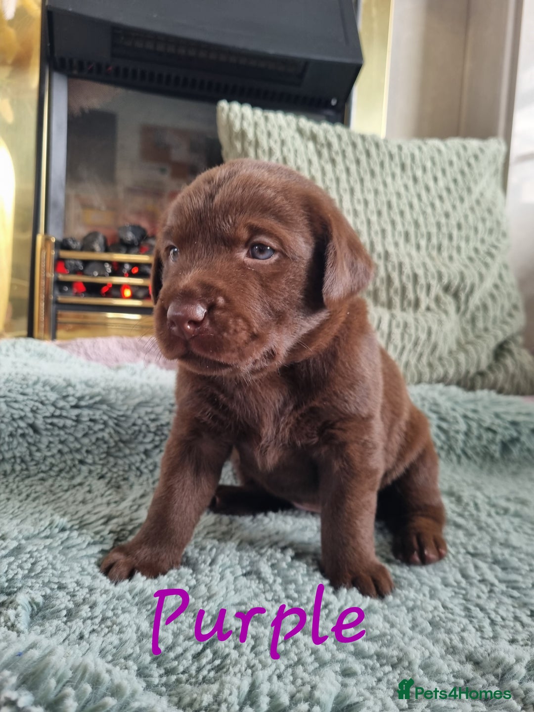 Labrador Retriever dogs for sale: Bundle of Chocolate Joy- Labrador Retrive Puppies - Image 7