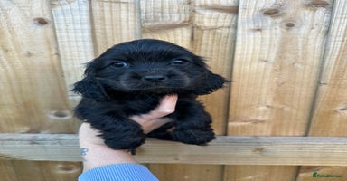 Cocker Spaniel dogs - Advert 14