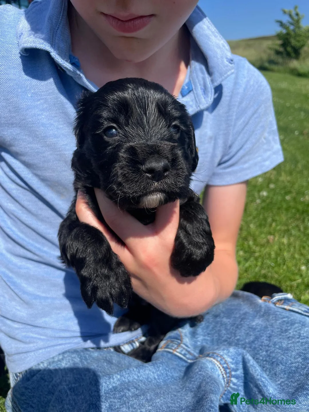 Cocker Spaniel dogs for sale: KC Registered Working Cocker Spaniel Puppies - Advert 2