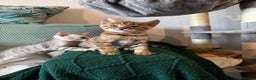 Bengal cats for sale: Bengal kitten. ONLY 2 left - Advert 5