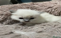 Ragdoll cats for sale: Adorable blue eyed babies - Advert 11