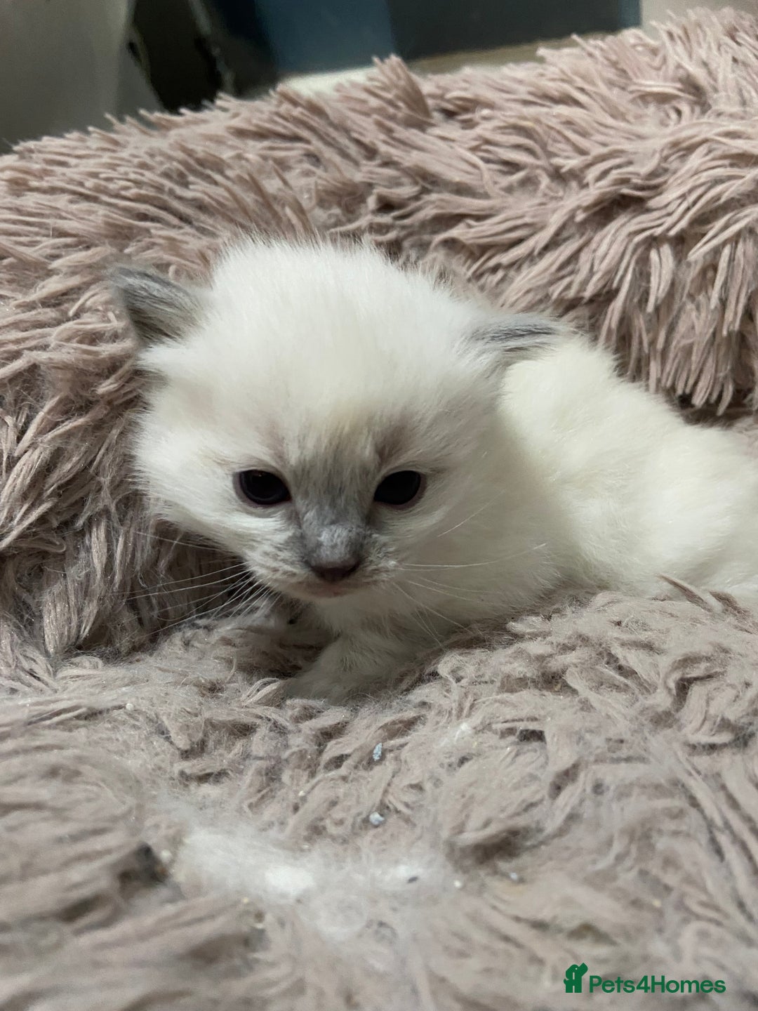 Ragdoll cats for sale: Adorable blue eyed babies - Advert 11