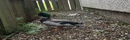Ducks poultry for sale: Drake mallard selling due to many drakes  - Advert 2