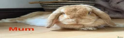 Mini Lop rabbits for sale: Mini Lion Lop Bunnies - Advert 14