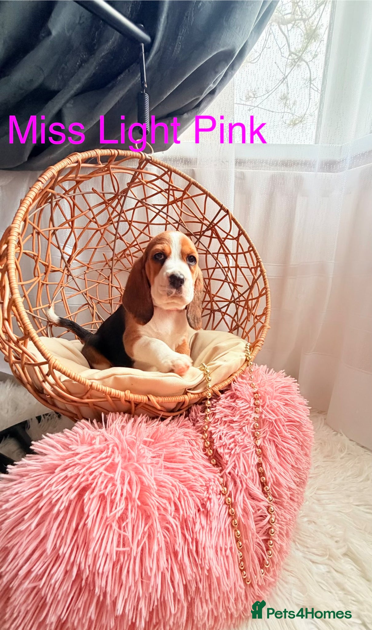 Beagle dogs 💞BEAUTIFUL BEAGLE PUPPIES 💞 - Advert 2