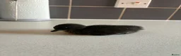 Ducks poultry for sale: Mixed Ducklings For Sale - Advert 4