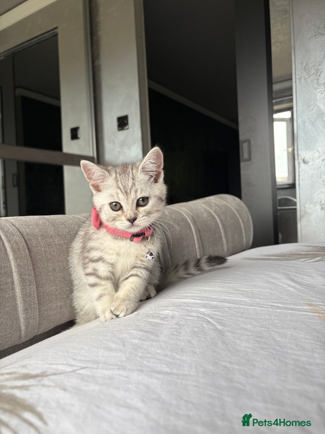 Scottish Fold cats for sale: Scottish fold kittens ready to find new homes - Image 14