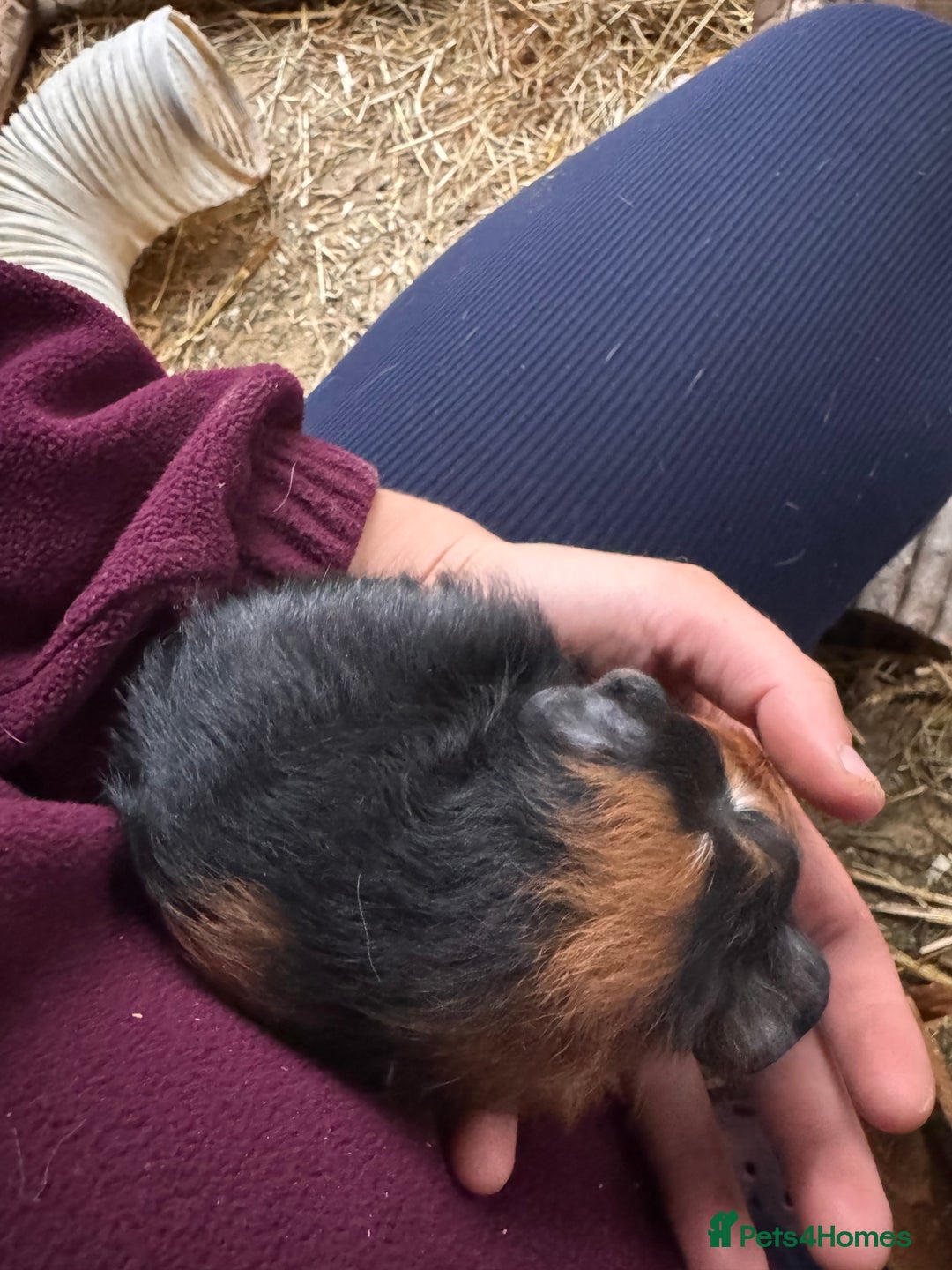 Guinea Pig rodents for sale: three male guinea pigs three months old  - Advert 4
