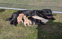 Labrador Retriever dogs for sale: Black/red Labrador pups - Image 12