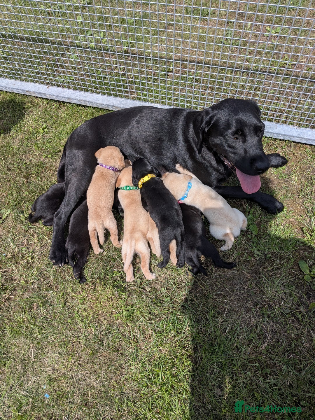 Labrador Retriever dogs for sale: Black/red Labrador pups - Image 12