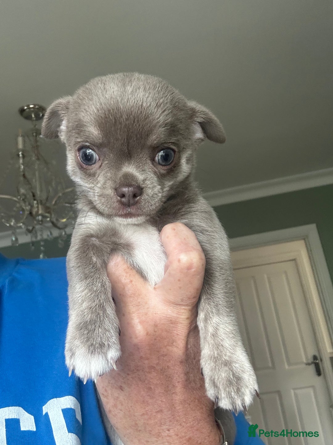 Chihuahua dogs for sale: Lilac chihuahua girls - Image 5