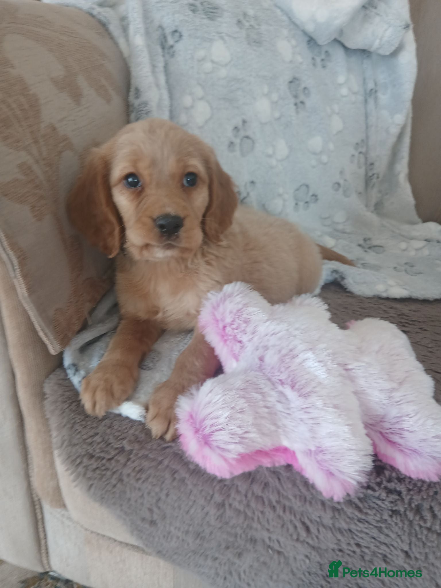 Cocker Spaniel dogs Working cocker spaniels  - Advert 2