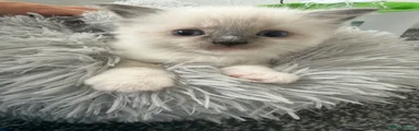 Ragdoll 3