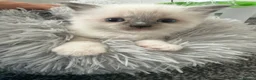 Ragdoll cats for sale: Kitten Ragdoll cat blue point  - Advert 7