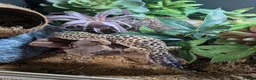 Gecko reptiles for sale: Leopard Gecko Male + Enclosure  - Advert 4