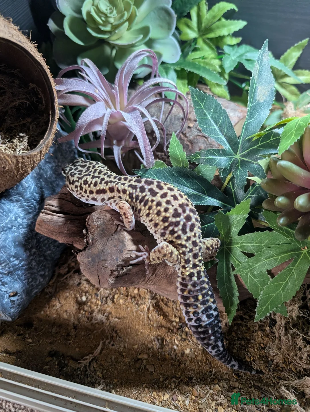 Gecko reptiles for sale: Leopard Gecko Male + Enclosure  - Advert 4