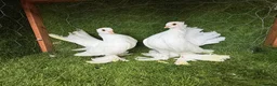 Pigeons birds for sale: Premium Breeding Pigeons Top Quality Pairs Availab - Advert 3