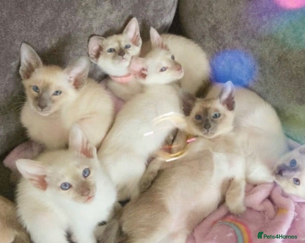 Siamese cats Full Siamese lilac/blue points kittens  - Advert 1