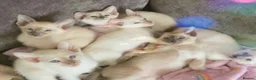 Siamese cats for sale: 1 boy left Full Siamese lilac point ready to go - Advert 3