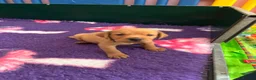 Labrador Retriever dogs for sale: Fox red Labradors  - Advert 38