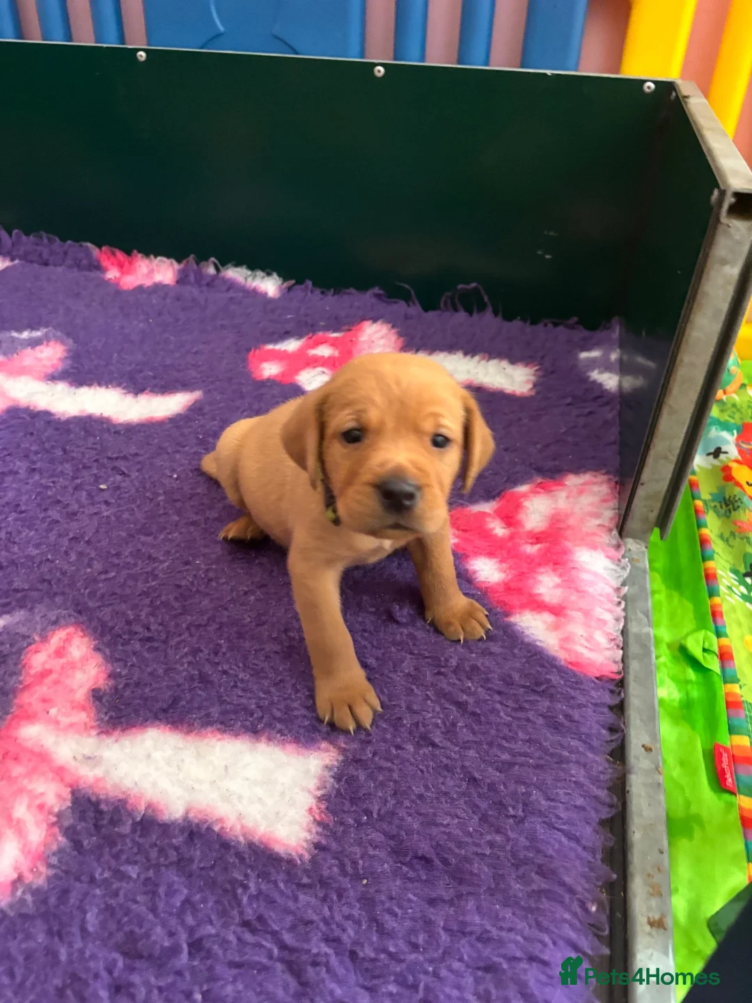 Labrador Retriever dogs for sale: Fox red Labradors  - Advert 38
