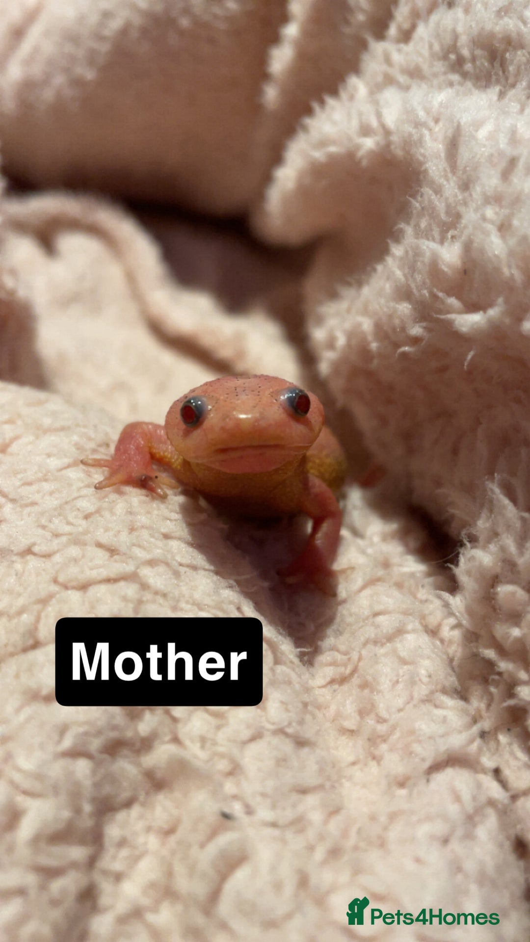 Other/Mixed Breed fish for sale: Baby Spanish ribbed newts - Image 2