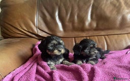 Lhasa Apso dogs for sale: Pedigree Lhasa Apso puppies  - Image 5