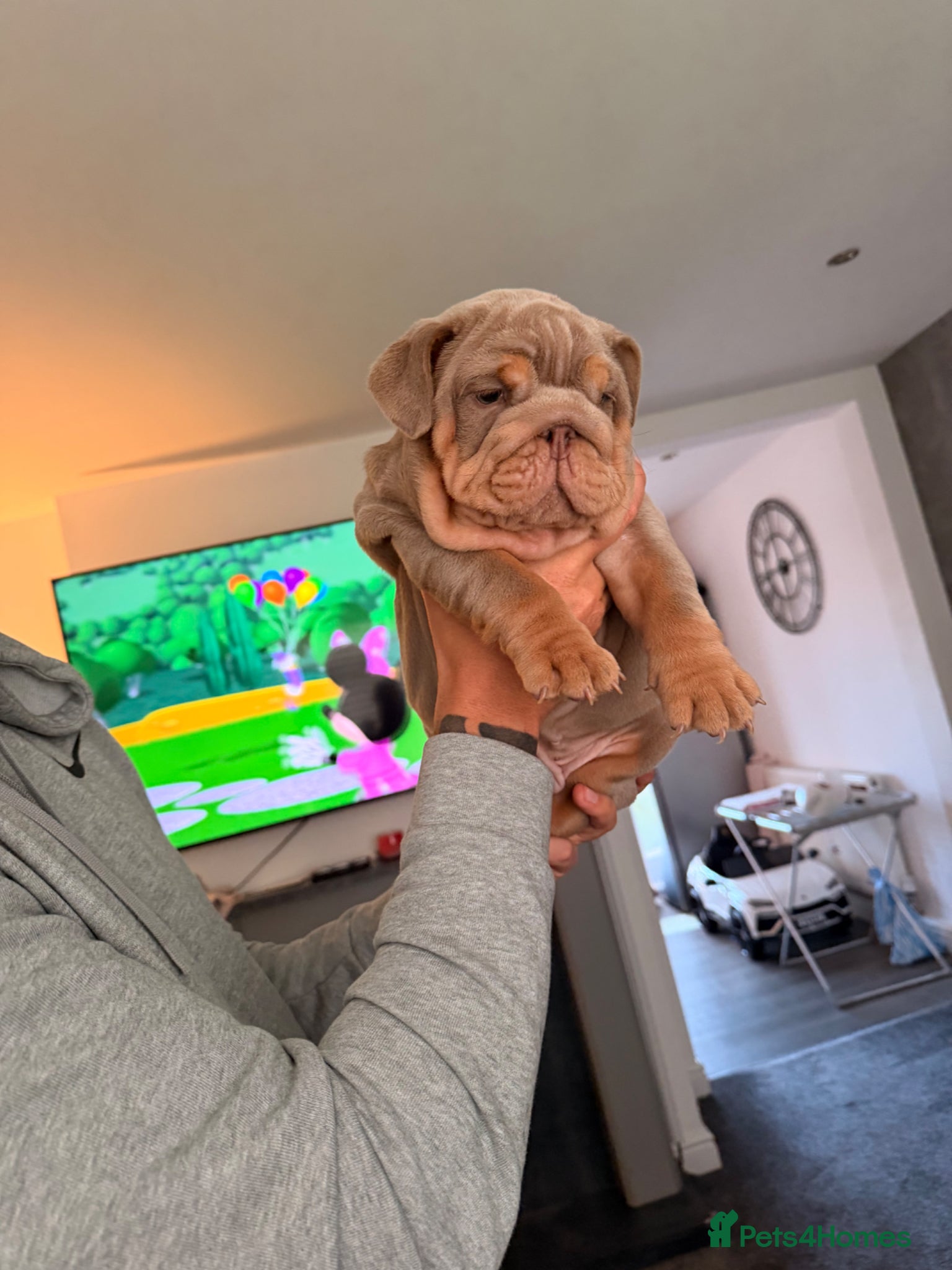 English Bulldog dogs English Bulldog  - Advert 1