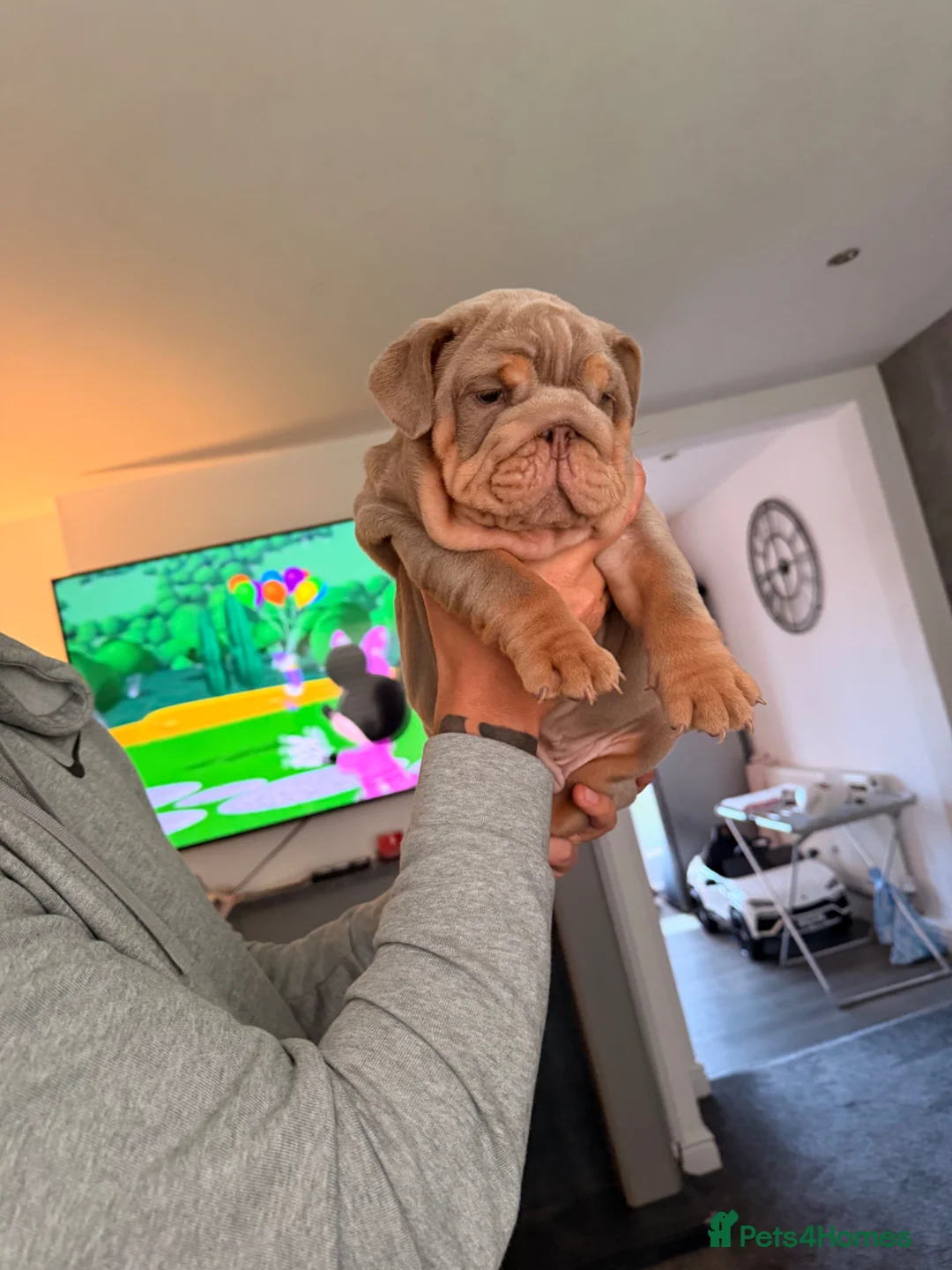 English Bulldog dogs for sale: English Bulldog  in Saltburn-by-the-Sea - Advert 1